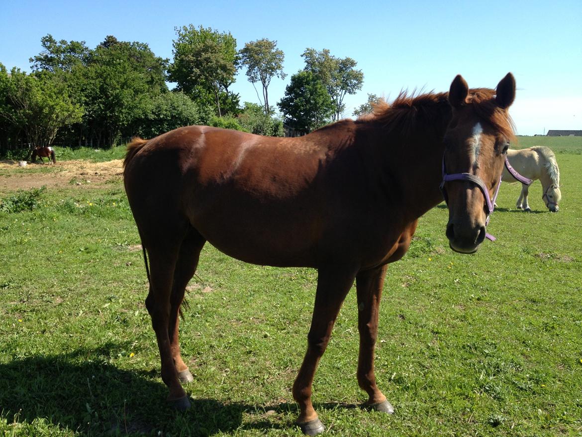 Fuldblod (XX) Red Lightning. billede 6