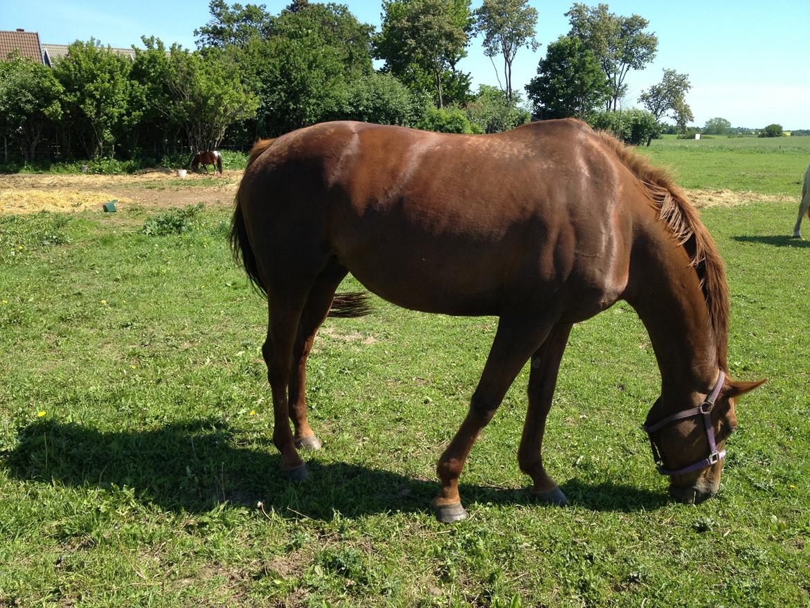 Fuldblod (XX) Red Lightning. billede 7