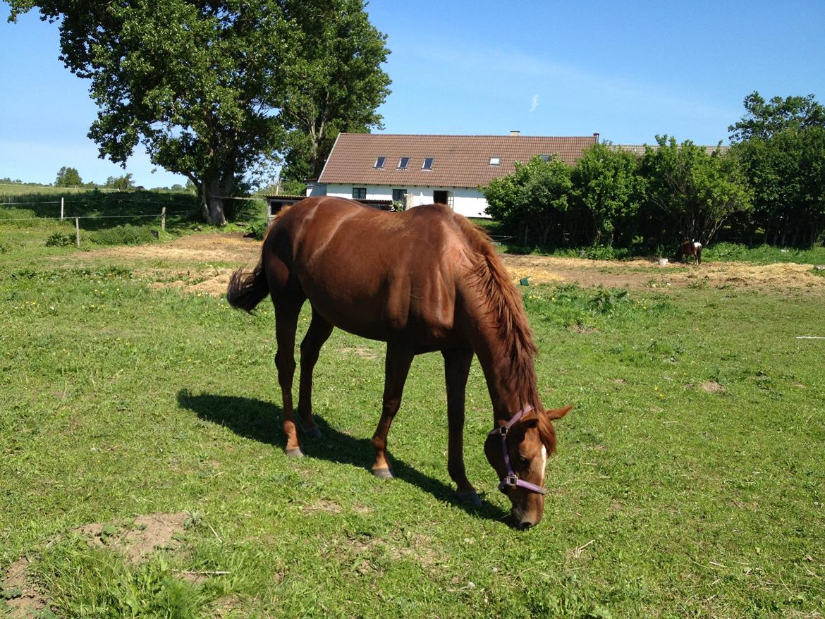 Fuldblod (XX) Red Lightning. billede 8