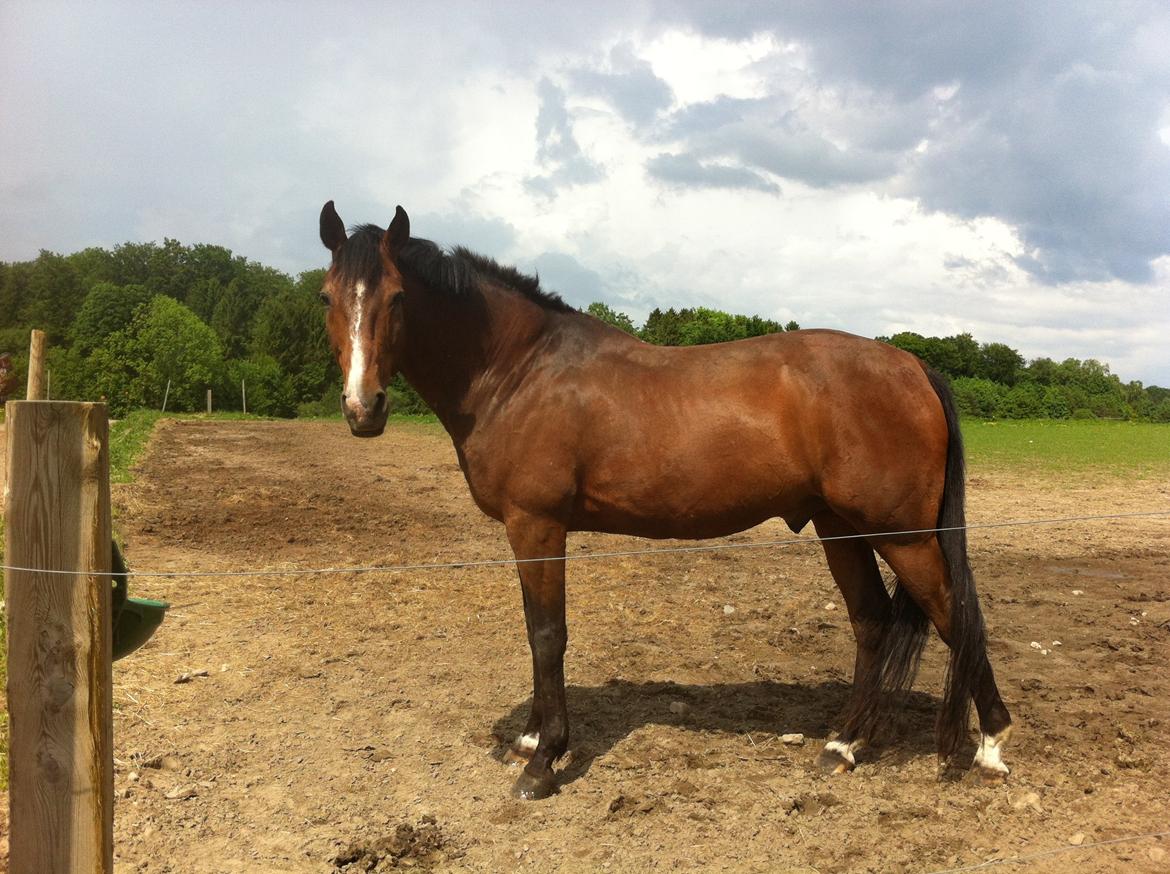 Anden særlig race Ivoire Gede RIP billede 2