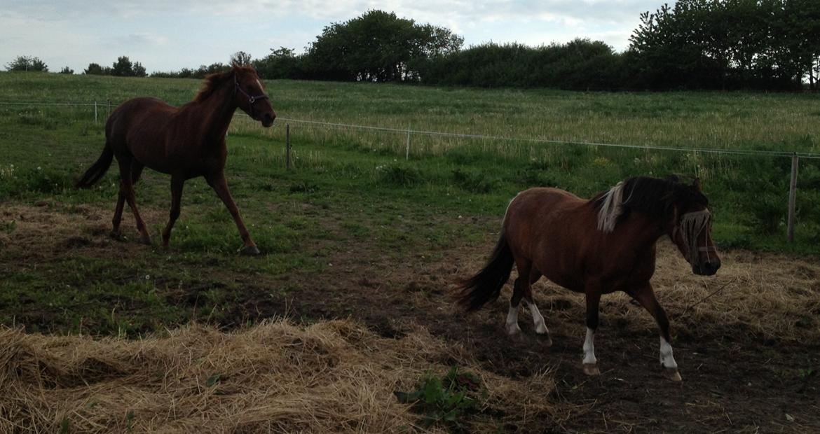 Fuldblod (XX) Red Lightning. billede 9