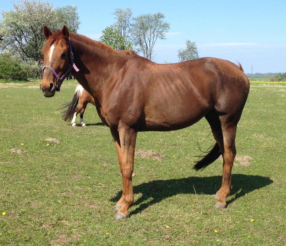 Fuldblod (XX) Red Lightning. billede 10