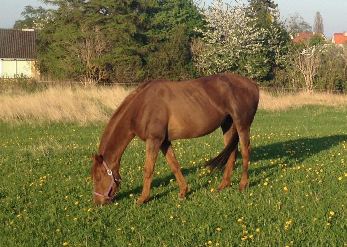 Fuldblod (XX) Red Lightning. billede 11