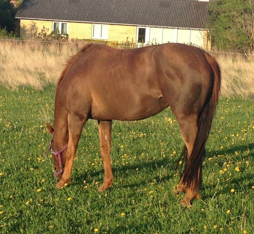 Fuldblod (XX) Red Lightning. billede 12