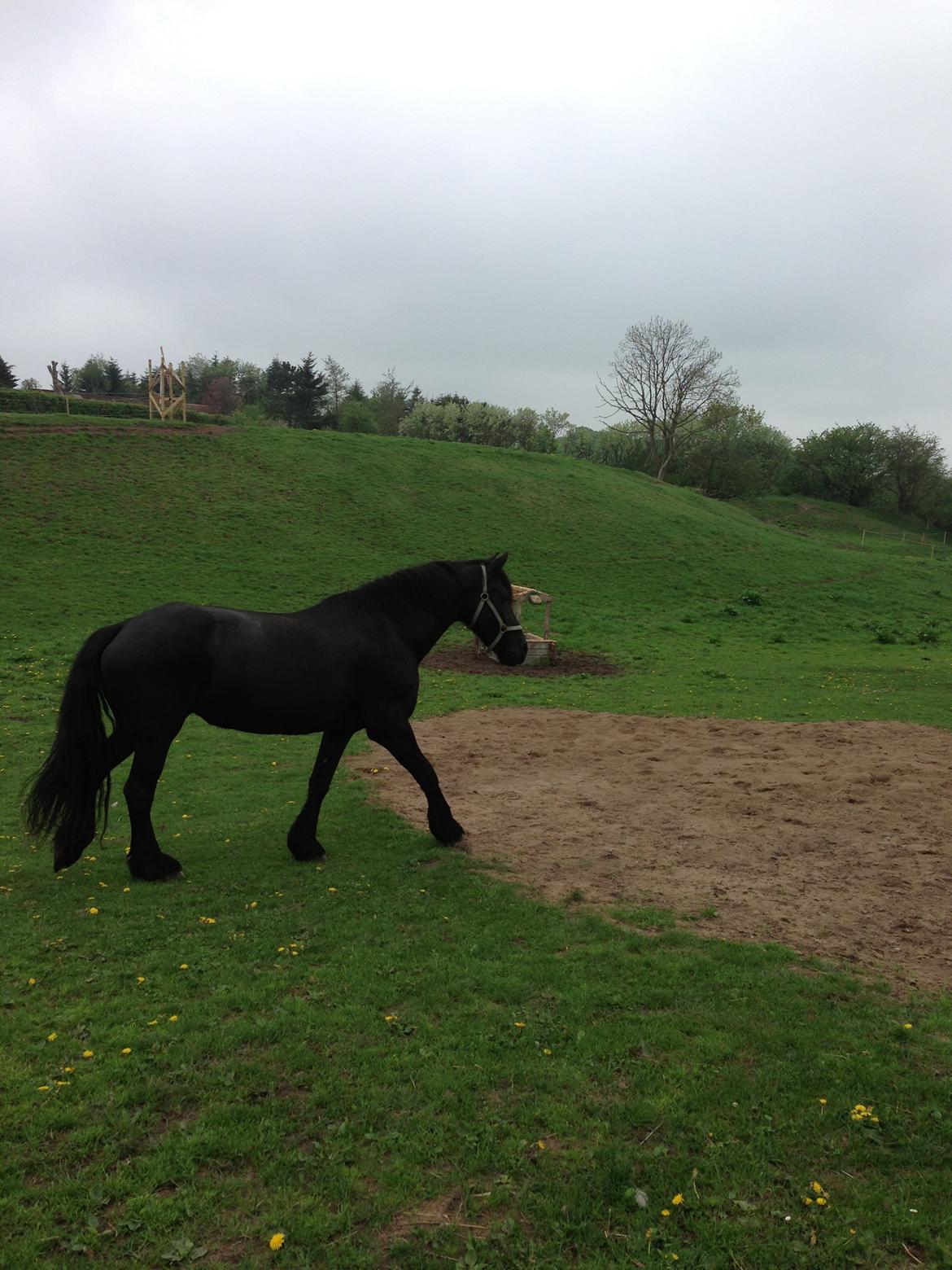 Frieser Talli død d.12-4-23  - smukke  billede 2
