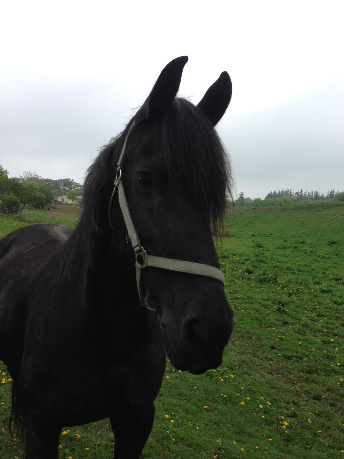 Frieser Talli død d.12-4-23  - Hvem mon hun har fået øje på ;)  billede 3