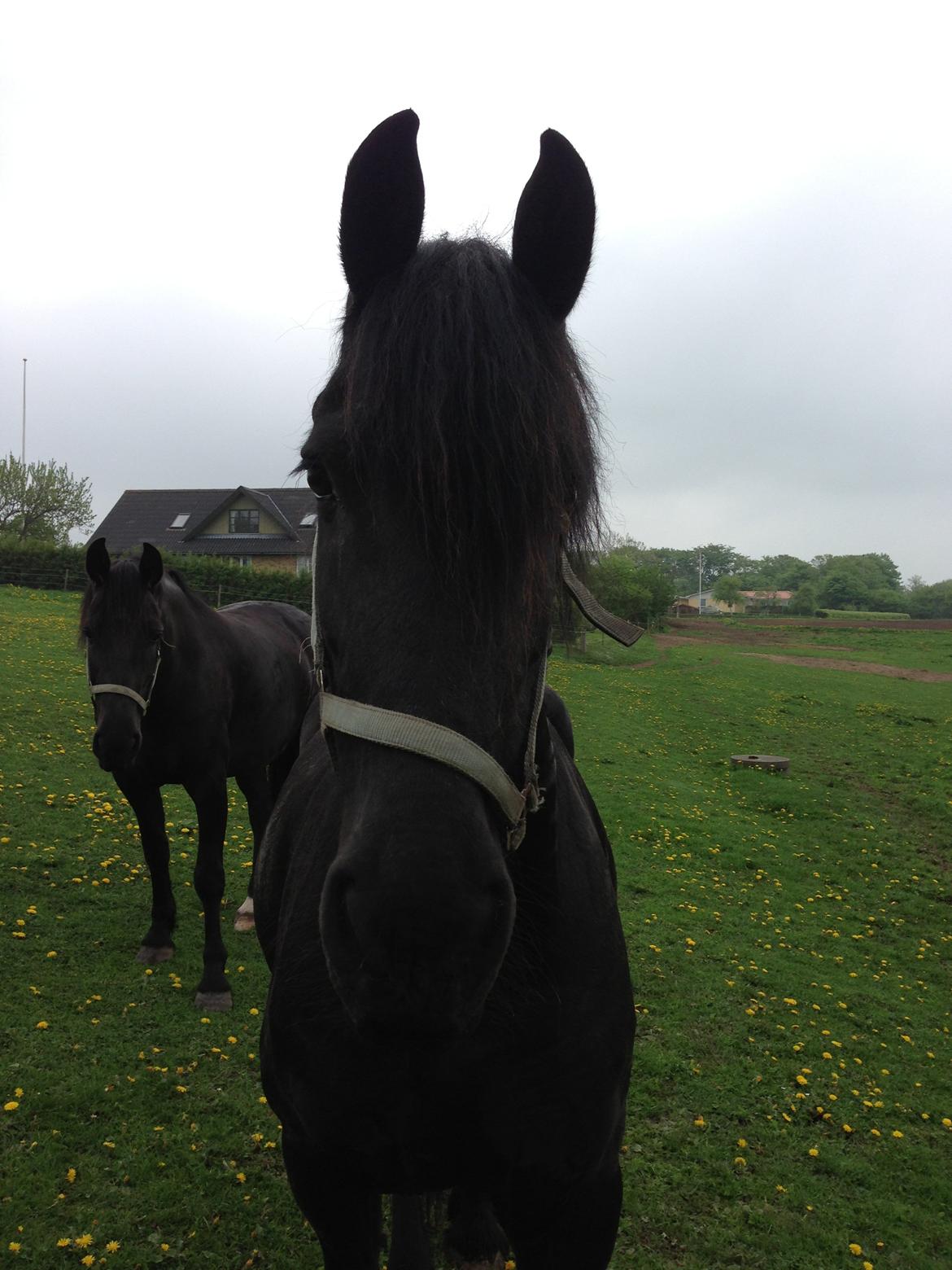 Frieser Talli død d.12-4-23  - nærbillede ;)  billede 4