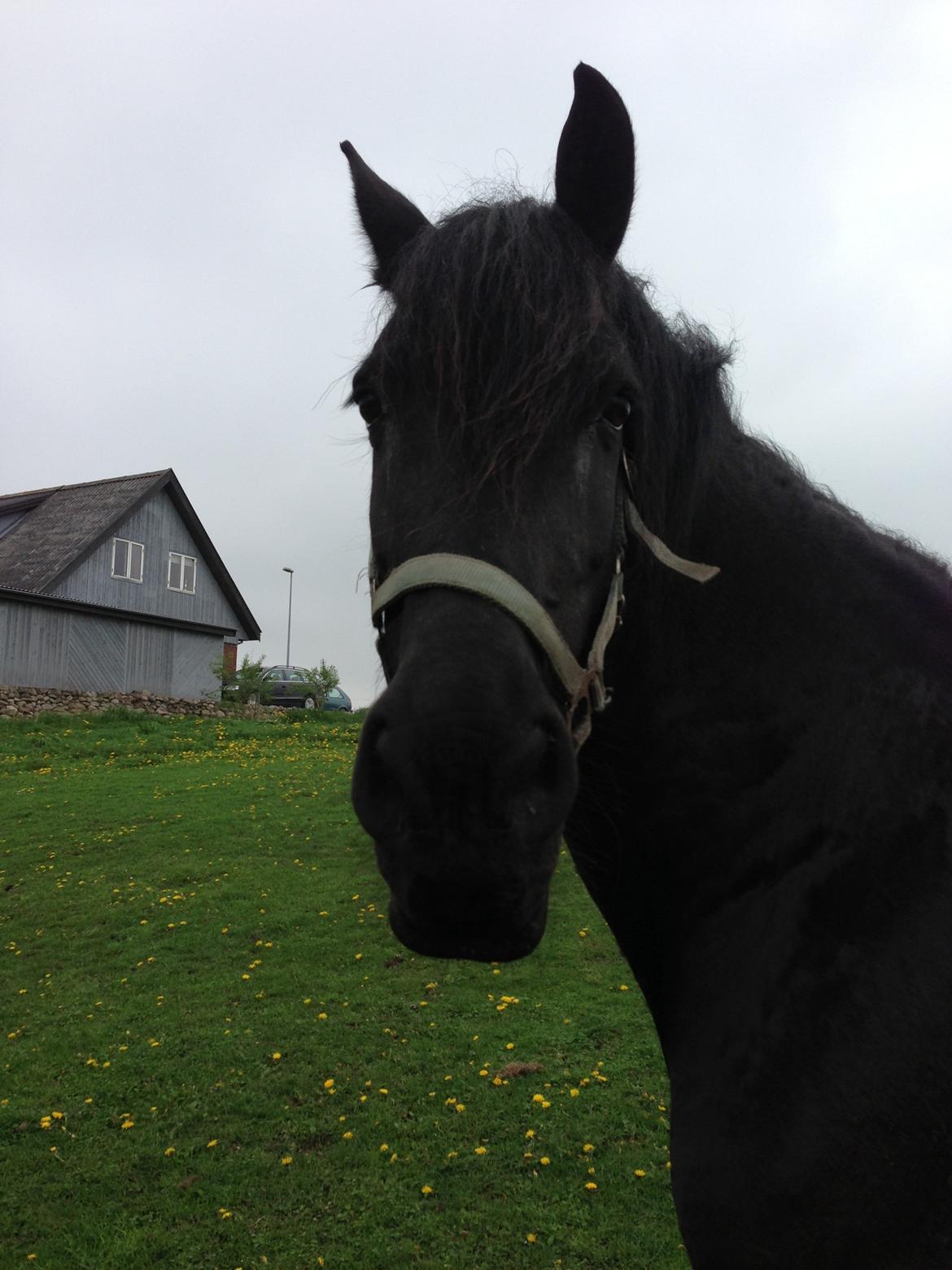 Frieser Talli død d.12-4-23  - Et mere tæt på , og skæve ører ;)  billede 5