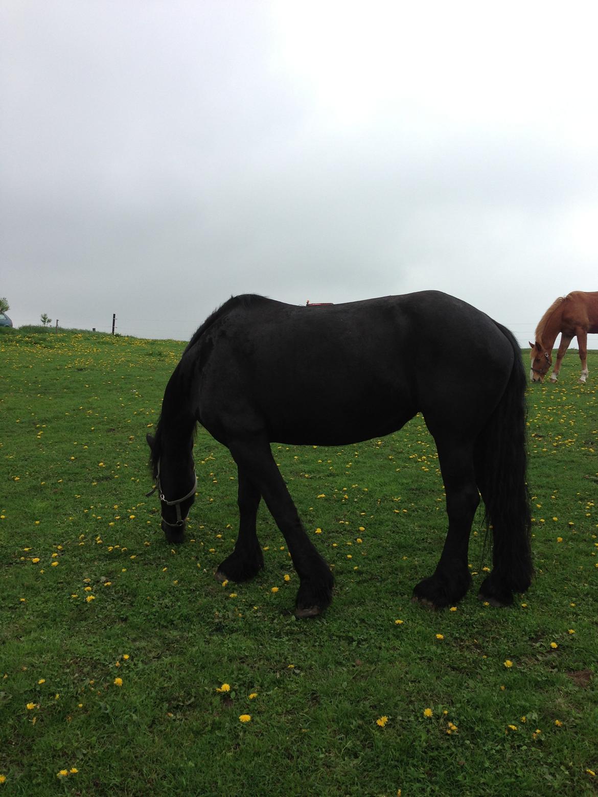 Frieser Talli død d.12-4-23  - Græs er godt ;)  billede 6
