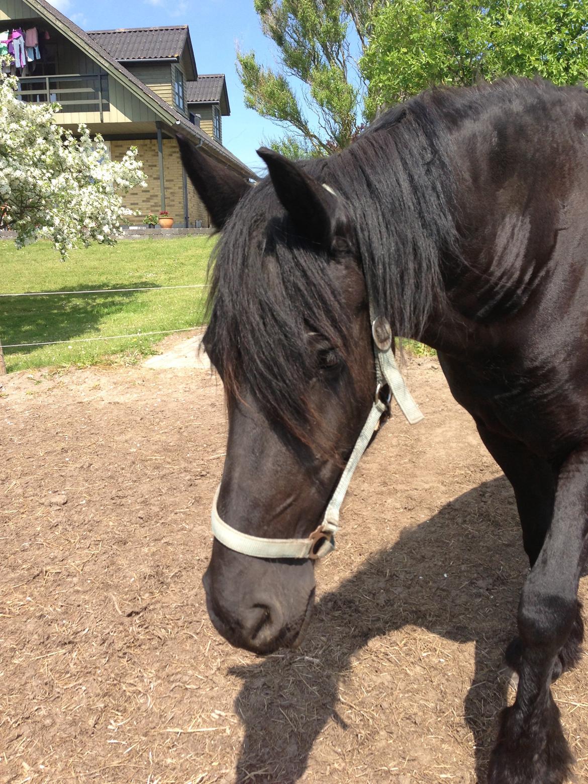 Frieser Talli død d.12-4-23  - jeg går lige min vej ;)  billede 7