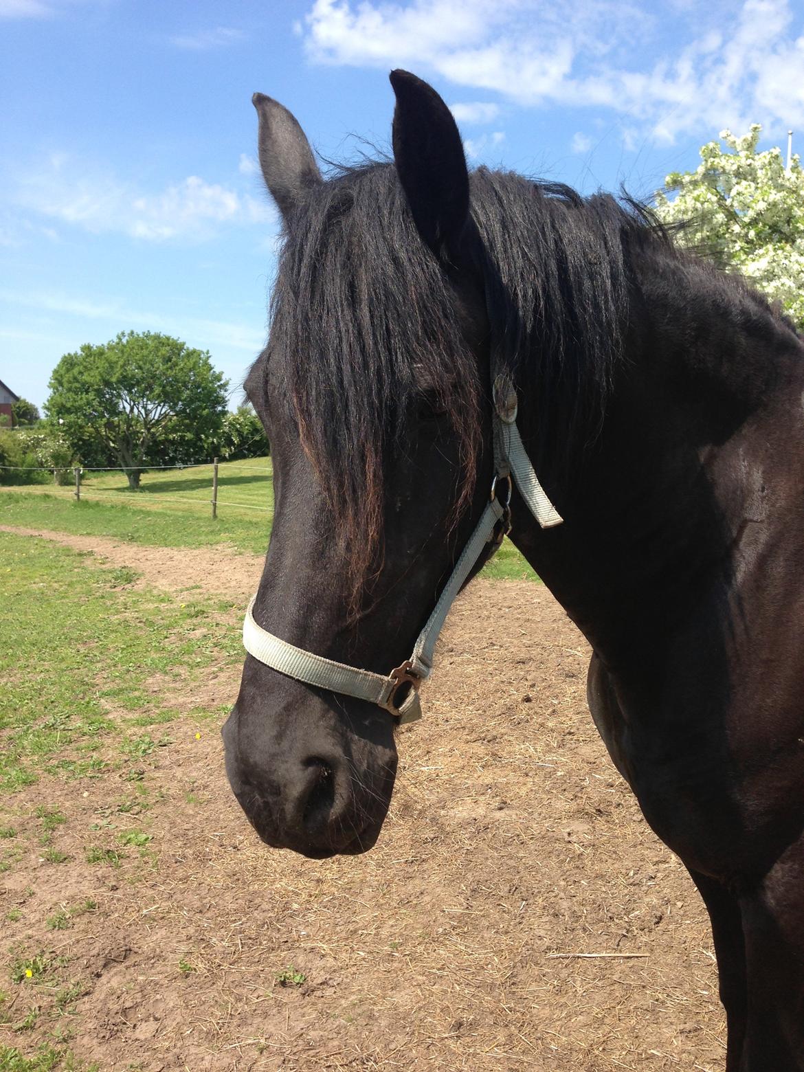 Frieser Talli død d.12-4-23  - ;) smukke billede 8