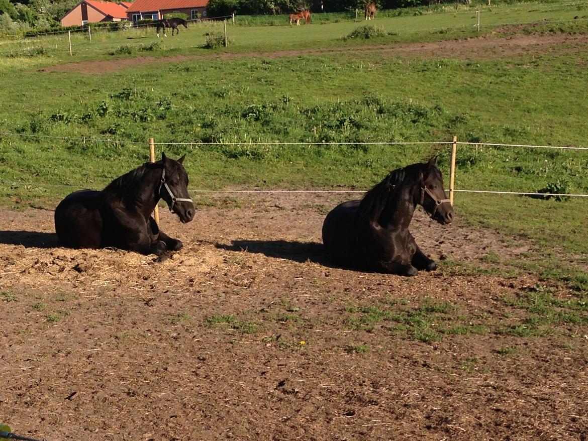 Frieser Talli død d.12-4-23  - Mor og Datter ;) Talli og Elke billede 9