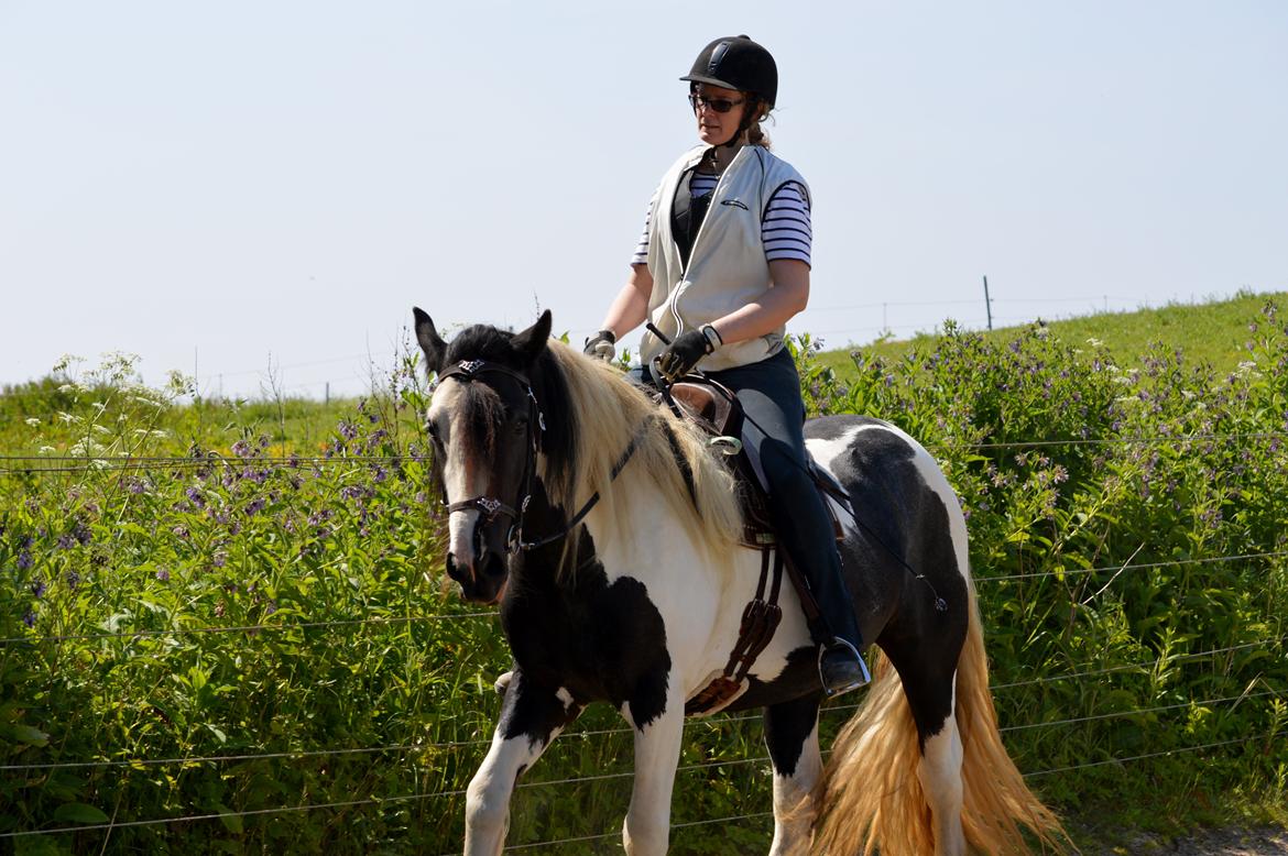 Tinker Cliona (solgt) - 3 år, igang med tilridning billede 19