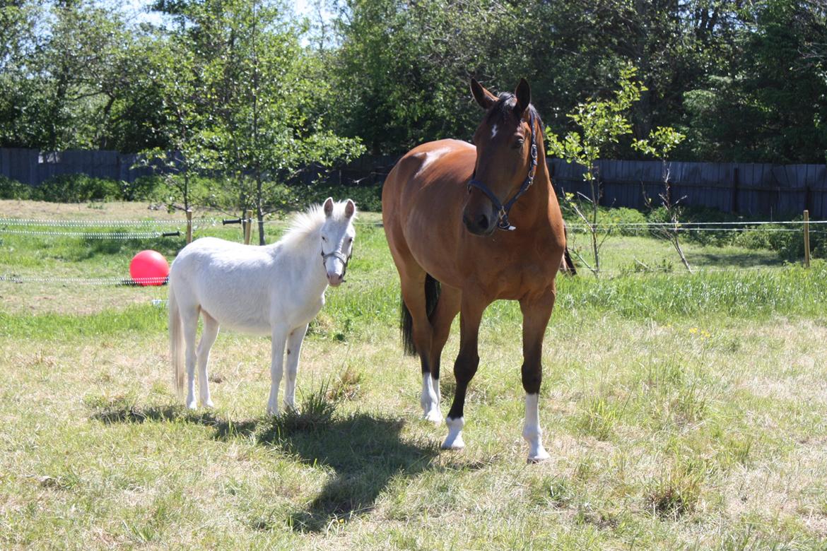 Anden særlig race Stauslykke's Contino - Contino og bedsteven LilleLyn på folden :) billede 11