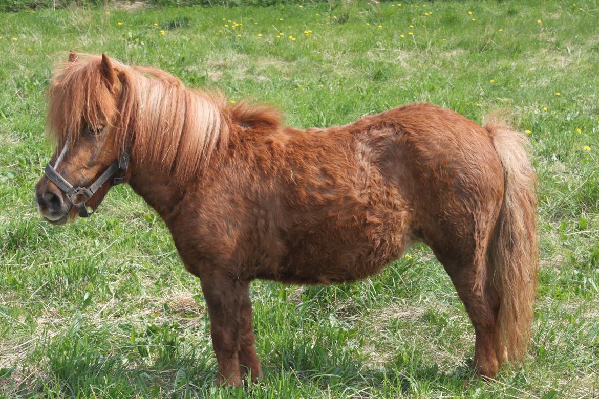 Shetlænder Totte - Totte den aller første dag billede 2