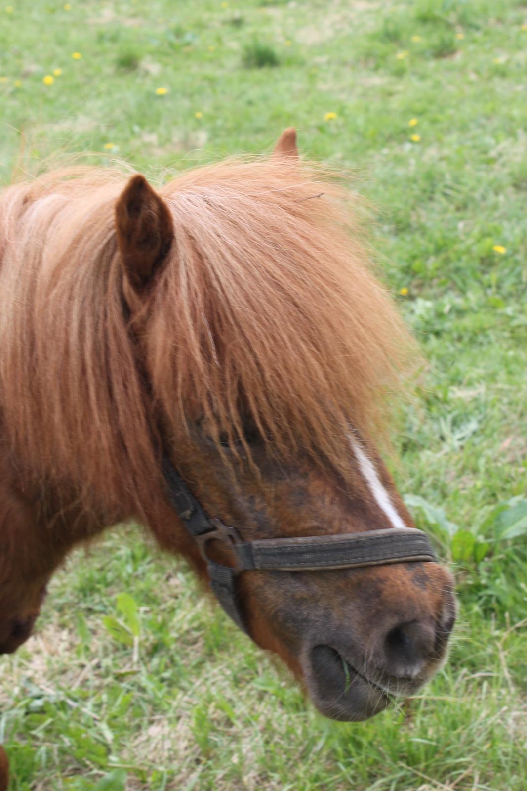 Shetlænder Totte billede 3