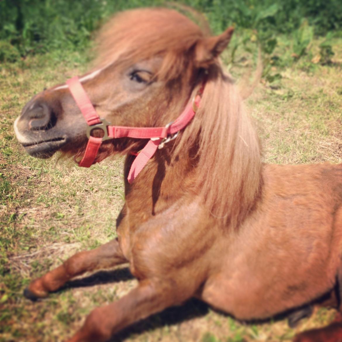 Shetlænder Totte - Jeg kan også rejse mig :-) billede 4