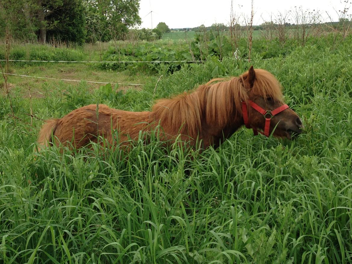 Shetlænder Totte billede 5