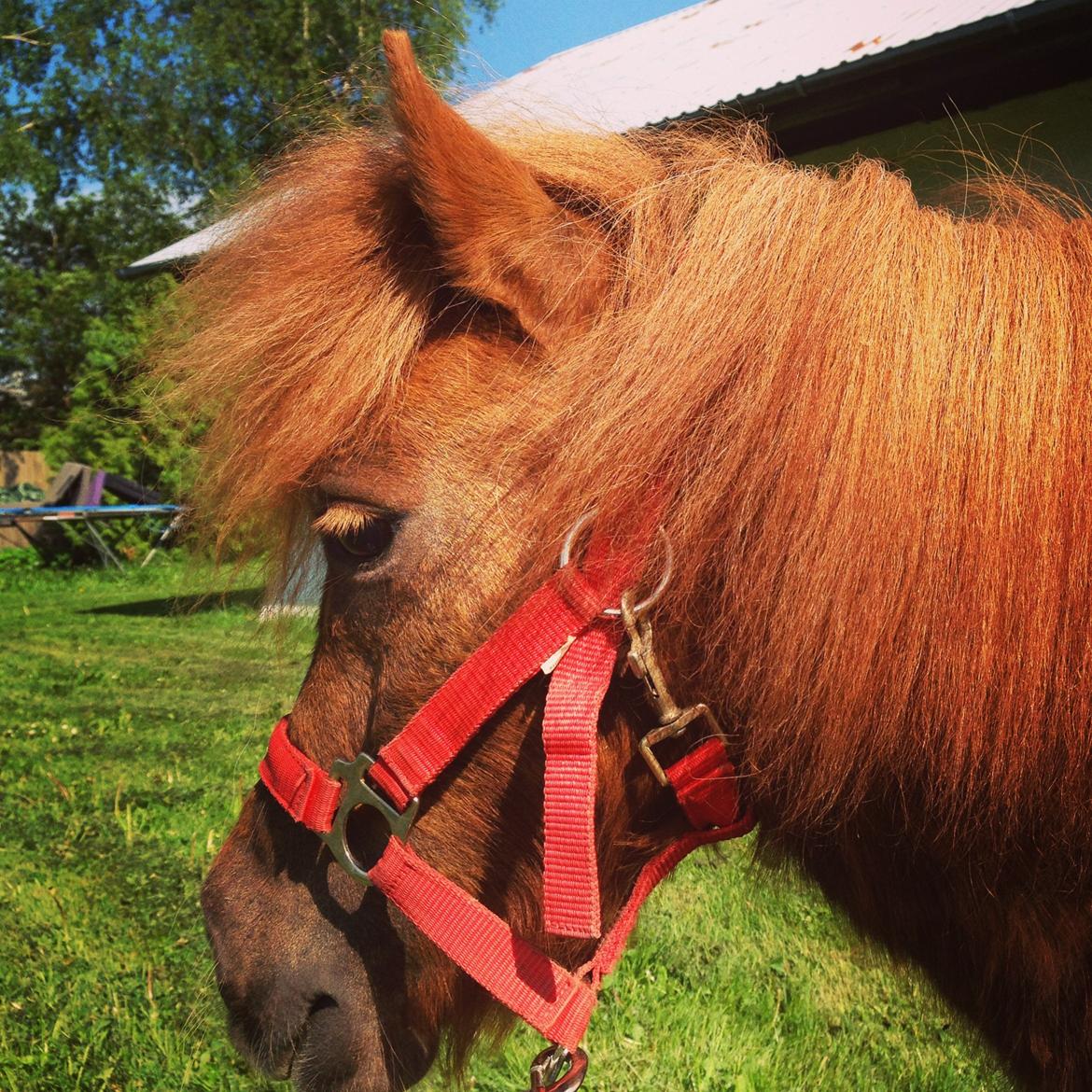Shetlænder Totte billede 6