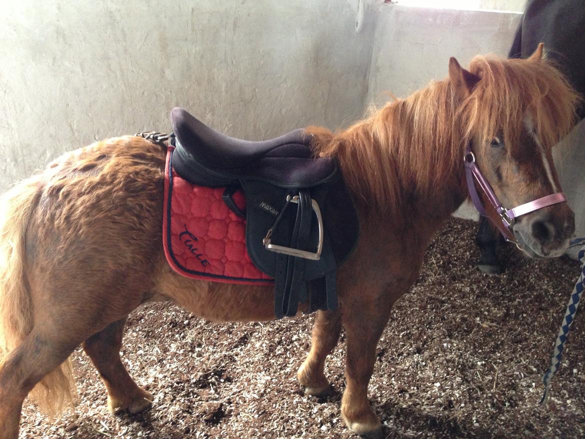 Shetlænder Totte - Sadel på for første gang - ingen problemer billede 7