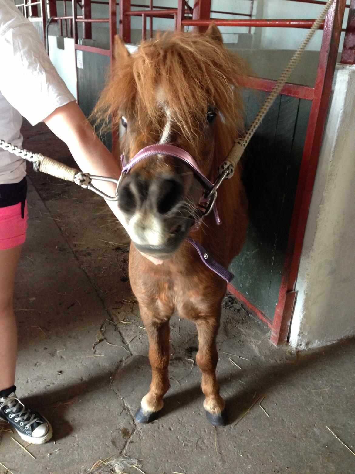 Shetlænder Totte billede 8