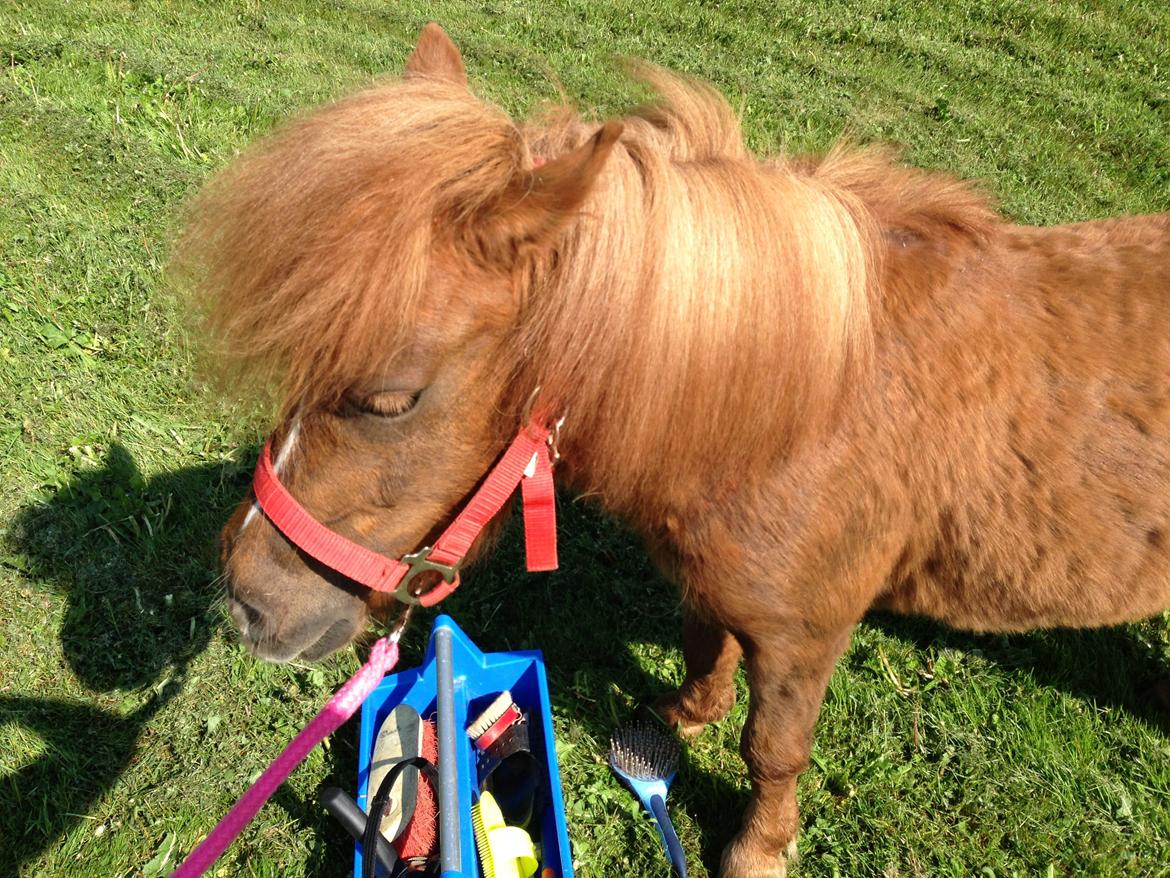 Shetlænder Totte billede 10