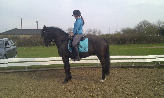 Anden særlig race Armani - Mig og Armani til undervisning  billede 1