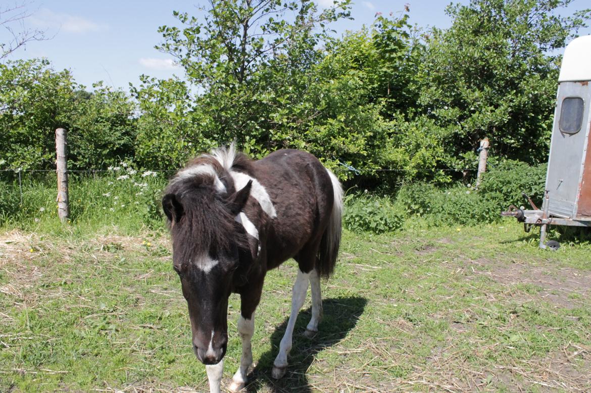 Anden særlig race Mirabel billede 4