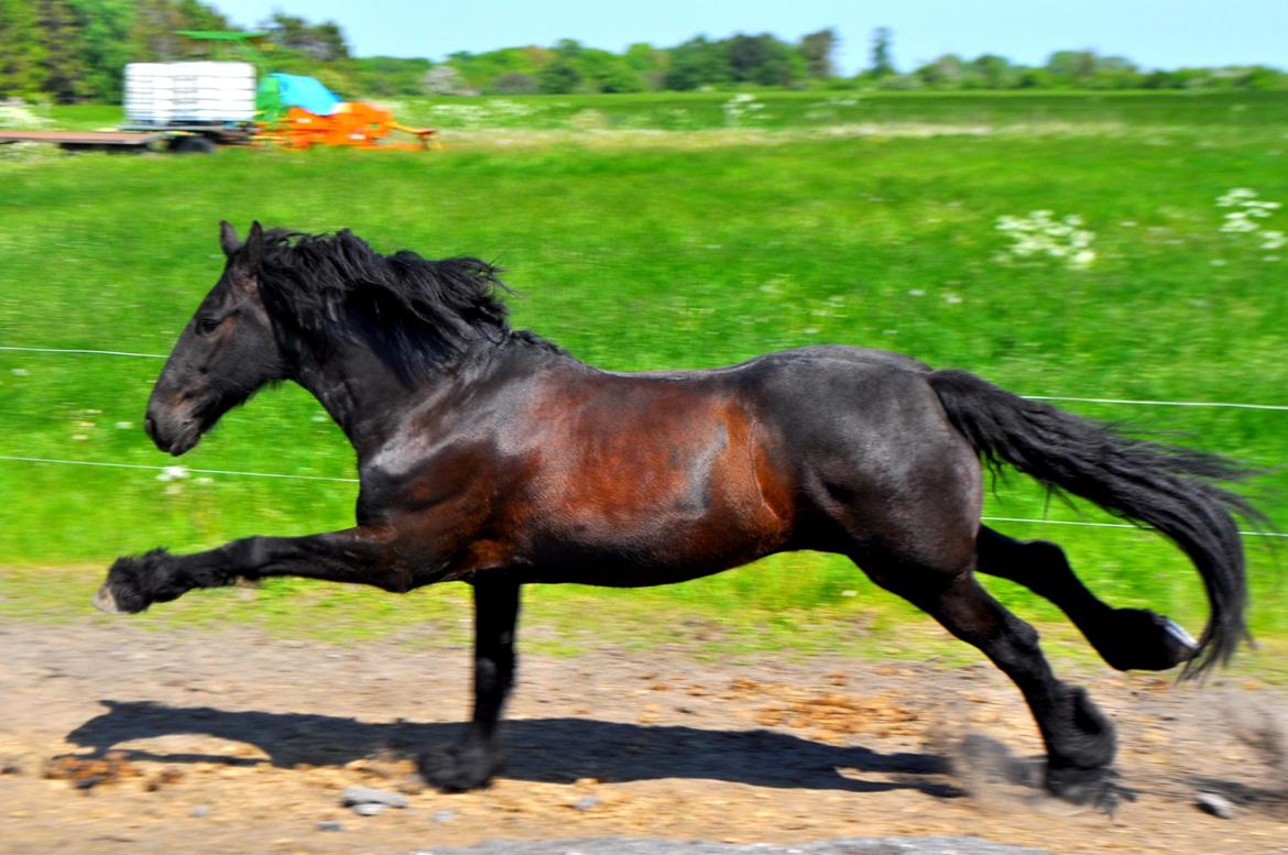 Frieser Luis Rustong billede 6