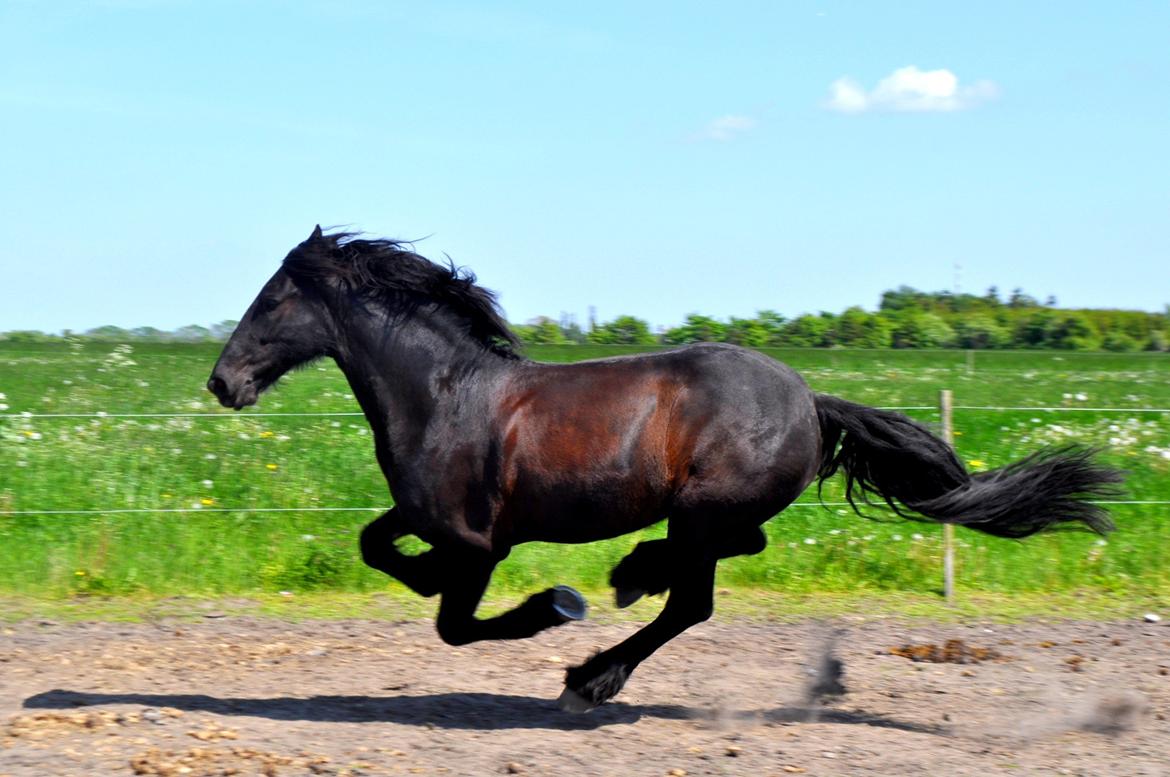 Frieser Luis Rustong billede 2