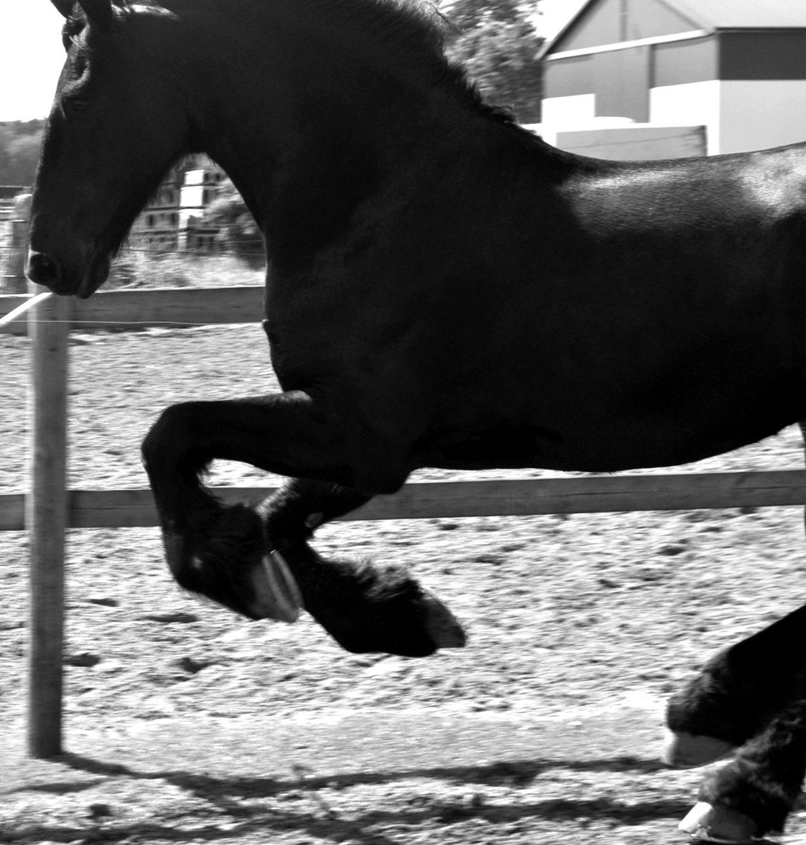 Frieser Luis Rustong billede 3