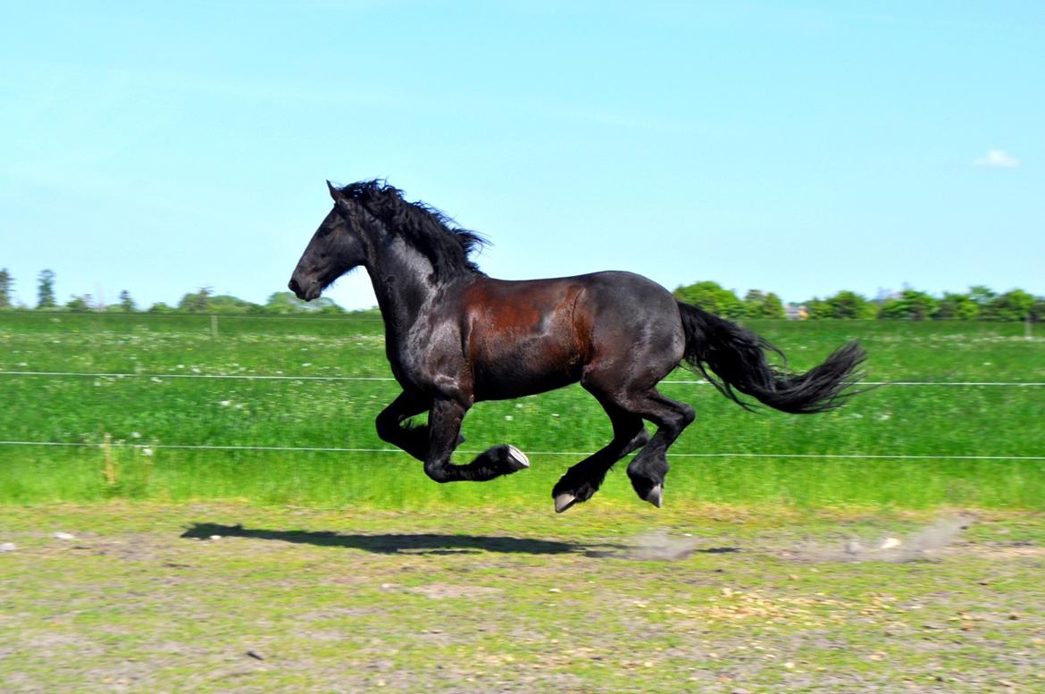 Frieser Luis Rustong billede 4