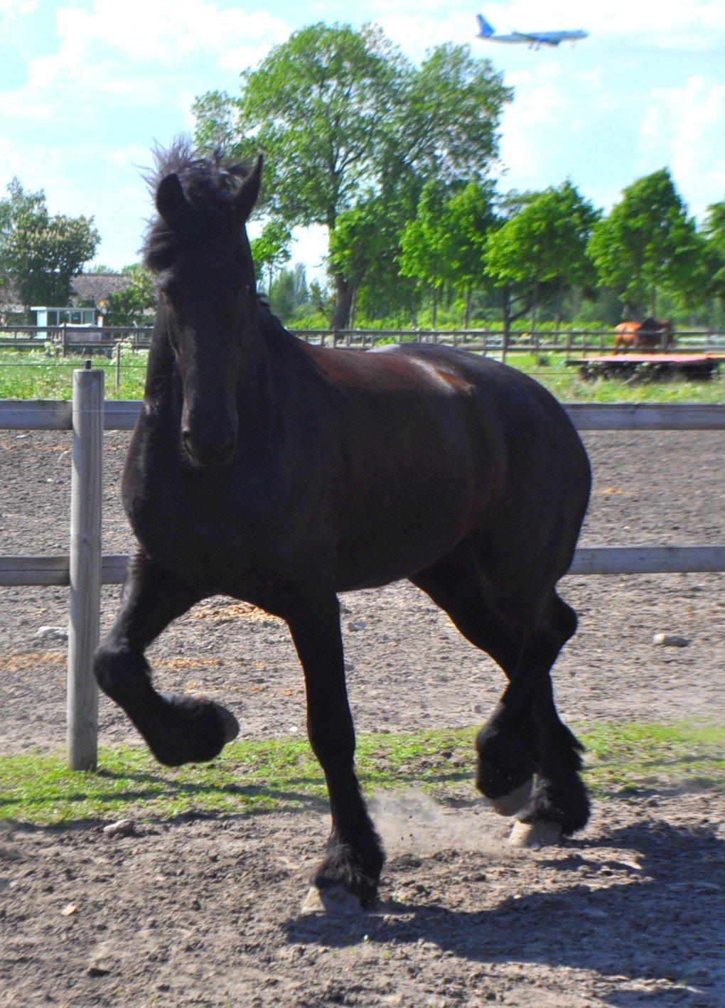 Frieser Luis Rustong billede 9