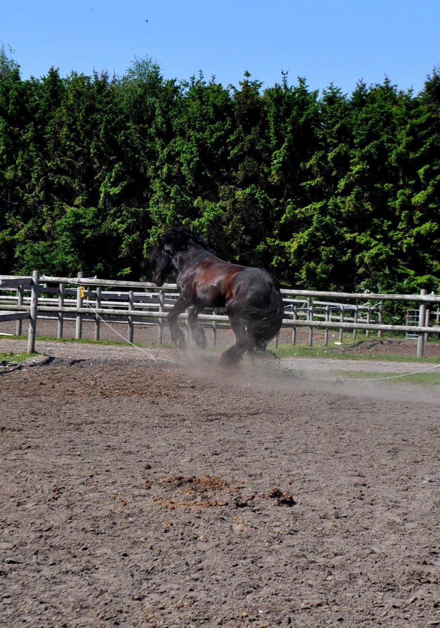 Frieser Luis Rustong billede 10