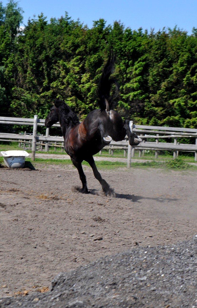 Frieser Luis Rustong billede 11