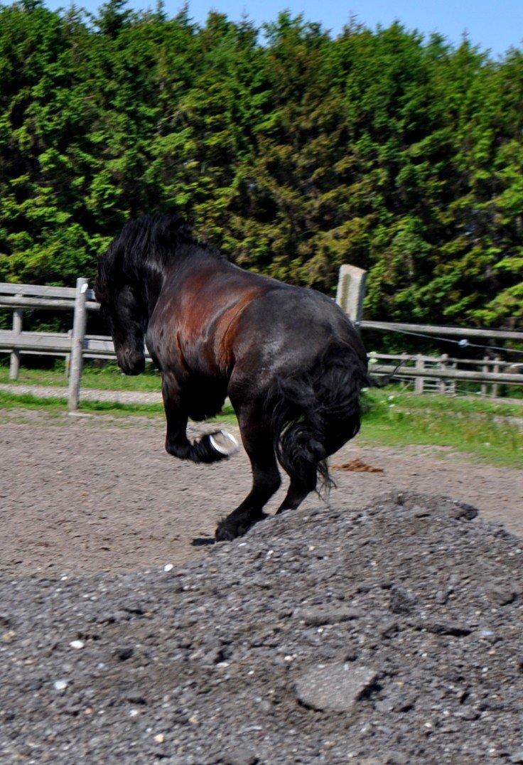 Frieser Luis Rustong billede 12