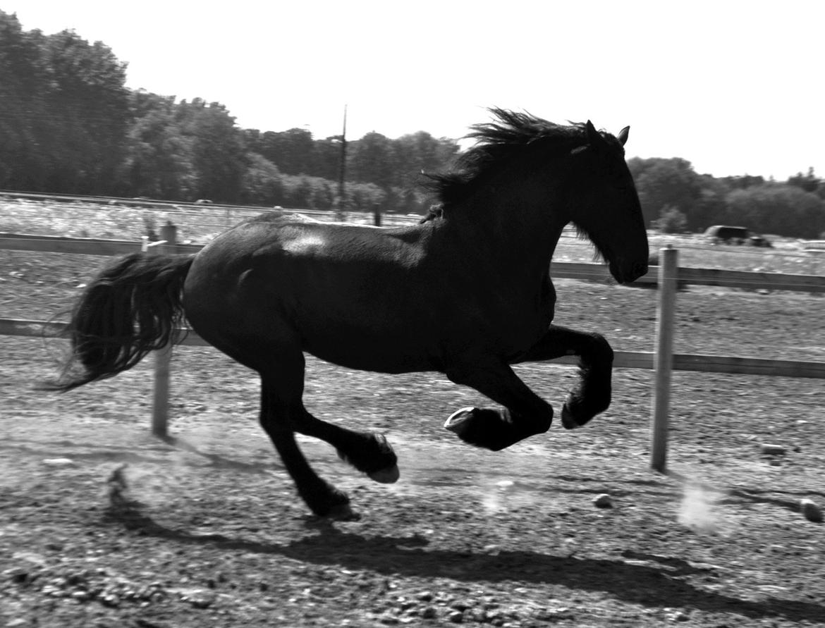 Frieser Luis Rustong billede 13