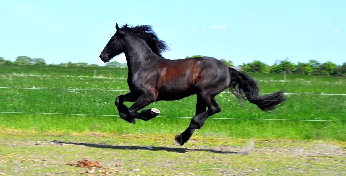 Frieser Luis Rustong billede 1