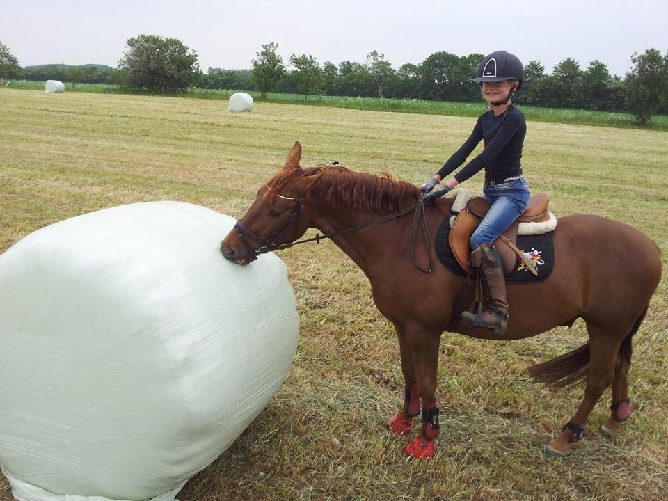 Anden særlig race Mr. Darwin - Hhm Hø :D 
På marken d 12 Juni billede 4