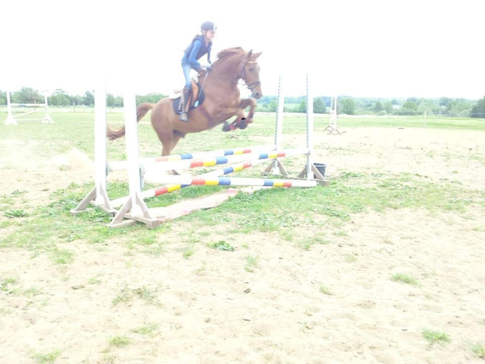 Anden særlig race Mr. Darwin - Springtræning <3 billede 5