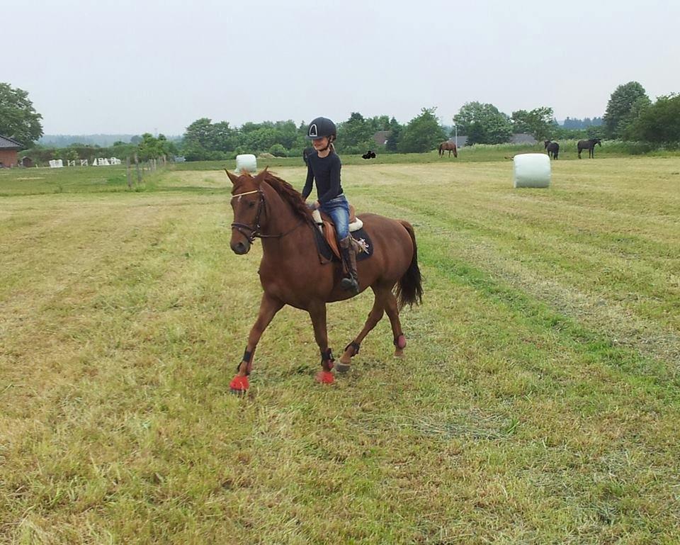 Anden særlig race Mr. Darwin - Dressurtræning på marken d 12 Juni billede 8