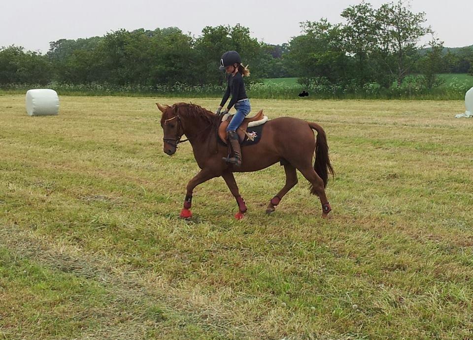 Anden særlig race Mr. Darwin - Dressurtræning på marken d 12 Juni billede 10
