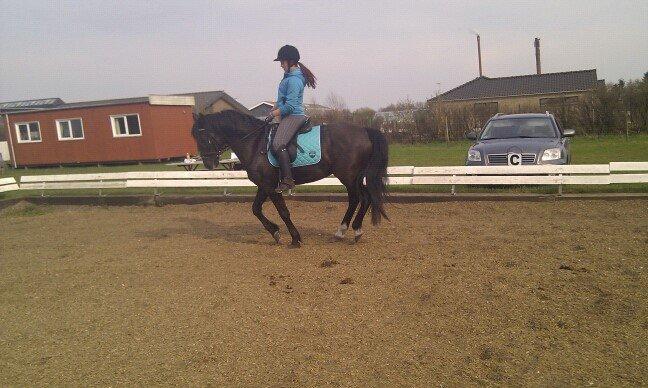 Anden særlig race Armani - Mig og Armani til undervisning  billede 4