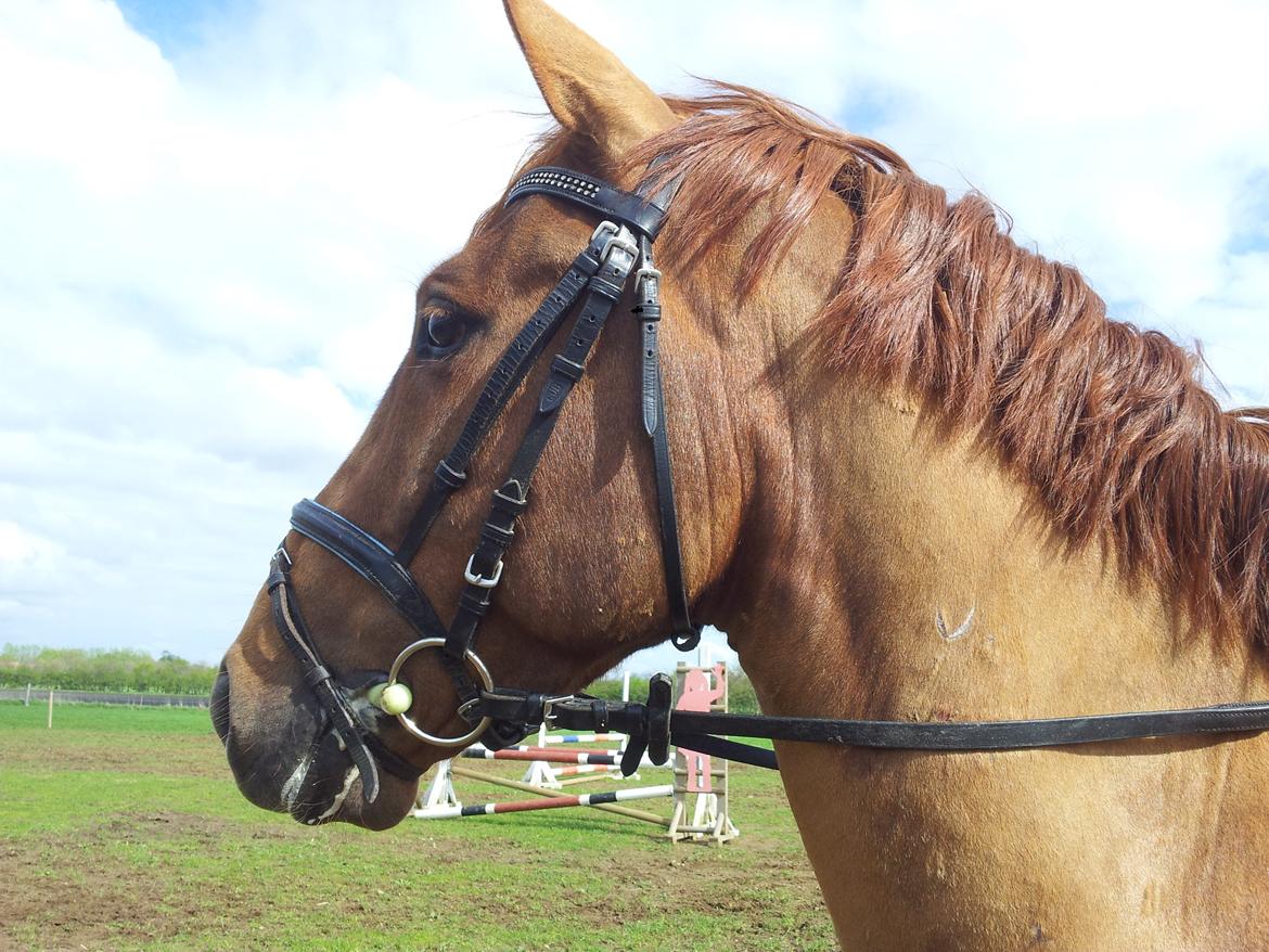 Anden særlig race Mr. Darwin - Kønne hoved ;) billede 12