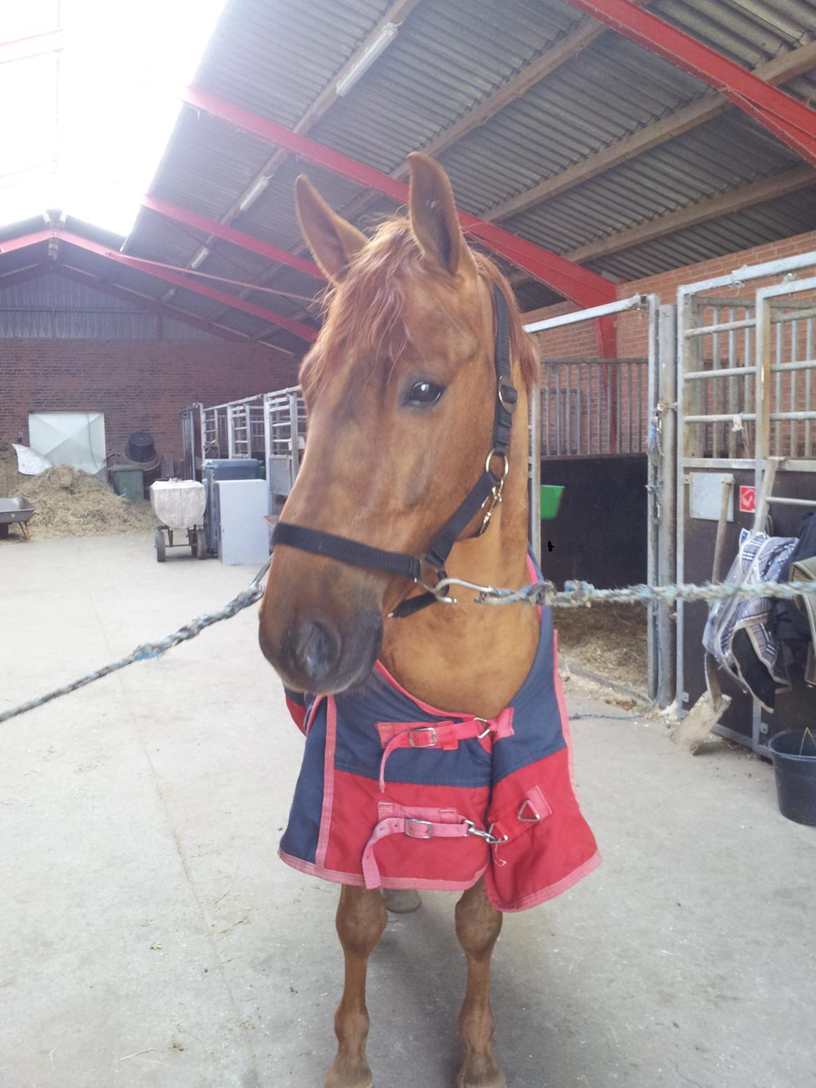 Anden særlig race Mr. Darwin - På Gangen :) billede 13