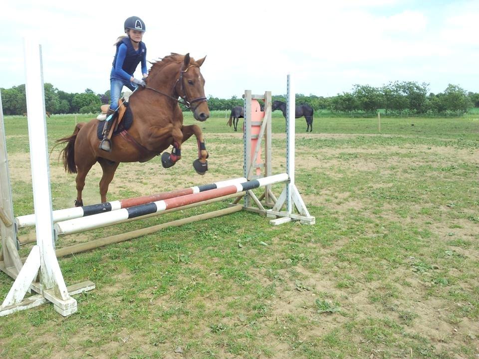 Anden særlig race Mr. Darwin billede 14