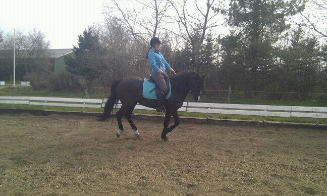 Anden særlig race Armani - Mig og Armani til undervisning  billede 2