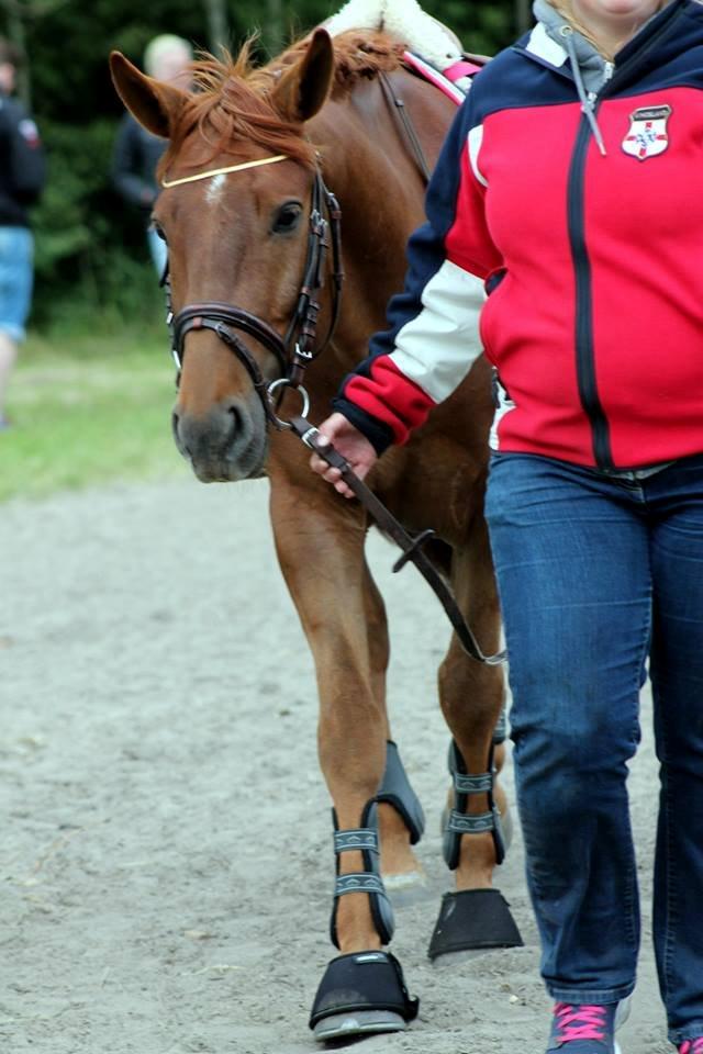 Anden særlig race Mr. Darwin - Hans første stævne nogensinde! <3  billede 3