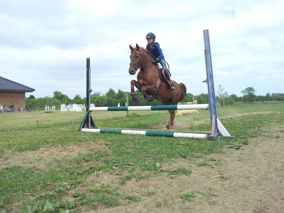 Anden særlig race Mr. Darwin - Springtræning derhjemme :-) billede 1