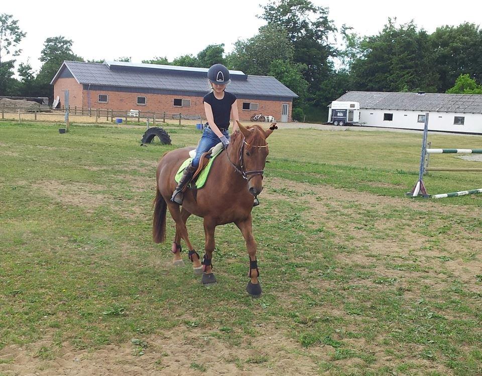 Anden særlig race Mr. Darwin billede 15